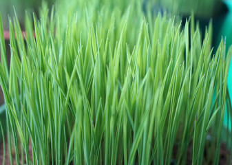 Green sprouts of rice. Monocotyledon or Liliopsida plant.