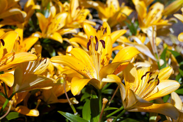 yellow lilies folwers named Fata Morgana grwoing in garden at sunlight.