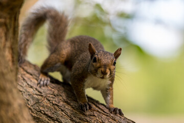 Naklejka na ściany i meble Exemplary of Sciurus Carolinensis, the gray squirrel native of North America that populates some Italian parks in the Region of Lombardy, Piedmont and Liguria