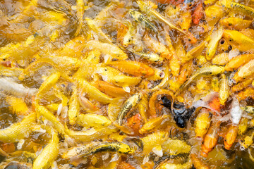 a lot of  fancy carp