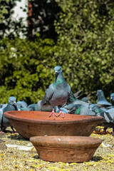 Fototapeta premium pigeons in the park
