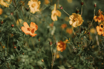 Field of Yellow cosmos flowers in Mon Jam