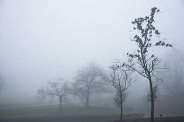 English park in the fog and mist, gloomy and broody mood, contemplate and melancholy, goth feel.