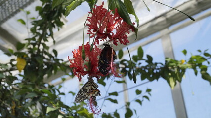 red and white flower