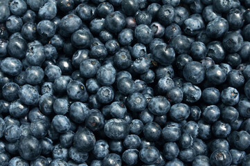 Fresh blueberries. Background of blueberry berries close up