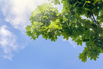 Maple leaves and blue sky in sunny day