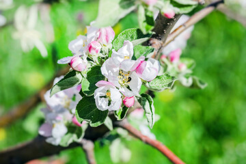 Pretty white and pink flowers of spring apple tree