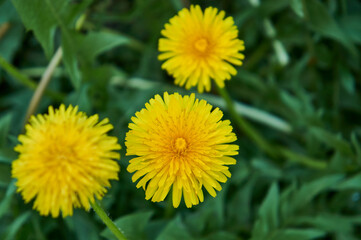 Yellow dandelions in the garden