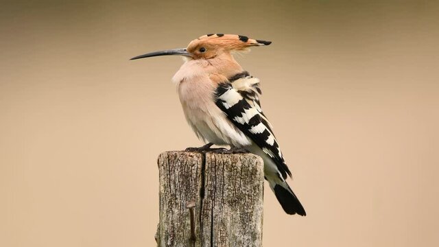 Eurasian hoopoe bird close up ( Upupa epops )	