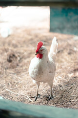 Gallina blanca en granja ecológica. 