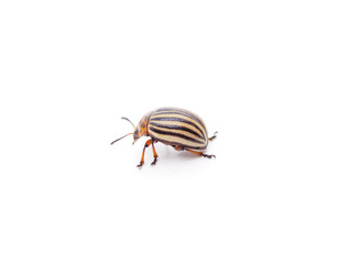 One Colorado potato beetle.