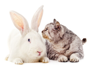 White rabbit and gray cat.