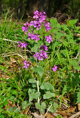 Gewöhnliche Nachtviole, Hespereis matronalis, damask violet, dame's gilliflower, dame's violet, summer lilac, queen's gilliflower,