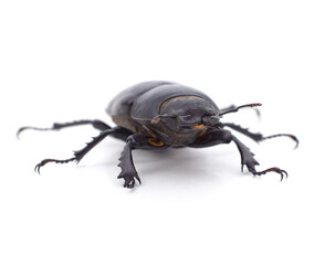 Black stag beetle.