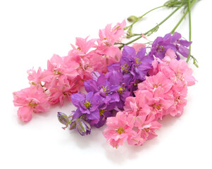Delphinium flowers isolated.