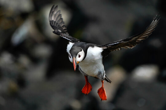 Puffin Landing