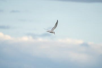 Сommon tern (Sterna hirundo) in flight with natural sky background. The common tern is a seabird in the family Laridae.