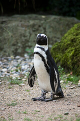 Portrait of wilf pinguin from south africa standing on the beach