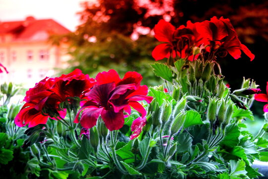 Red flowers on the balcony in Duisburg, Germany.