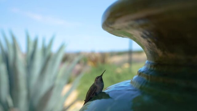 Hummingbird sitting still on a fountain of running water in Templeton, California 5