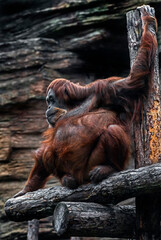 Bornean orangutan female. Latin name - Pongo pygmaeus abelii