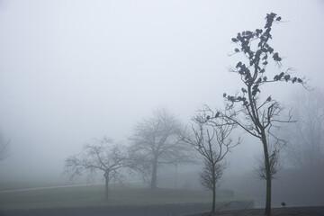 Gloomy and minimalist landscape with bare trees, mist and birds, Halloween, gothic feel.