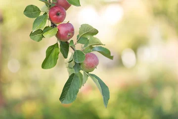 Photo sur Aluminium brossé Doux monstres Pommes biologiques mûres sur une branche avec des feuilles dans le jardin d& 39 été.