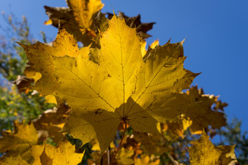 close-up of sunny golden maple leaves in the magical autumn forest