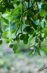 green apples on a branch