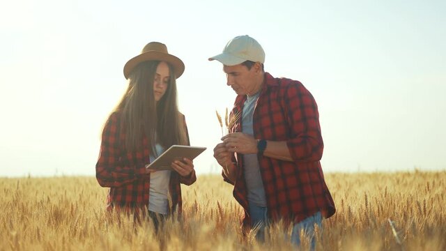 Agriculture. two farmers are working in a wheat field. business agriculture concept. farmers study harvest. barley cereal wheat harvest time. healthy food export business. wheat barley harvest grain