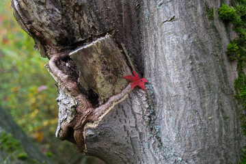 red maple leaf on an ancient tree trunk in the magical autumn forest
