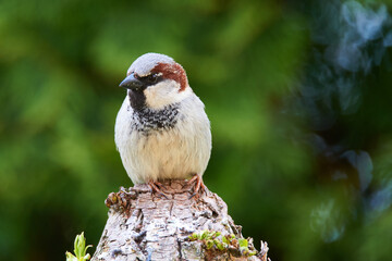 Männlicher Haussperling auf einem Ast	