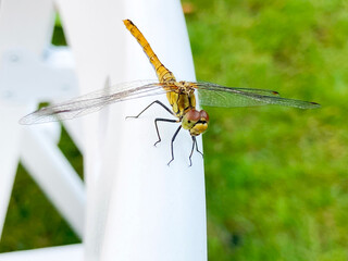 dragonfly is belonging to the order Odonata, infraorder Anisoptera