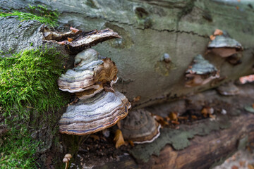 ancient tree trunk moss and mushrooms in the magical autumn forest