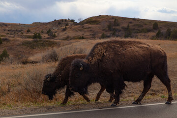 Buffalo at Theodore Roosevelt National Park in North Dakota
