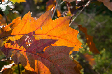 beautiful bright orange golden leaf in the autumn sunlight tranquility in forest