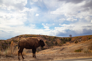 Buffalo at Theodore Roosevelt National Park in North Dakota
