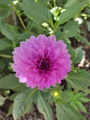 How would you describe this purple color?