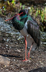 Black stork on the ground. Latin name - Ciconia nigra