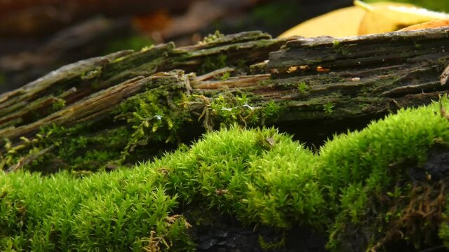 Moss on a fallen, rotten tree close-ups panning
