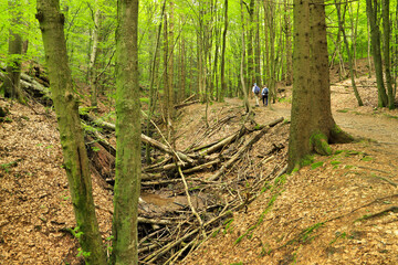 The hiking trail in Cascades Gorge in Rhön Mountais, Germany