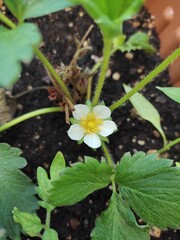 Ready to give a new strawberry
flower