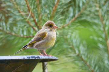 Grünfink an der Vogeltränke