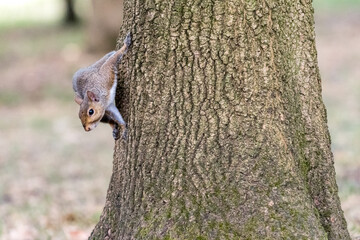 Exemplary of Sciurus Carolinensis, the gray squirrel native of North America that populates some Italian parks in the Region of Lombardy, Piedmont and Liguria