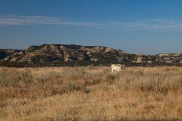 Theodore Roosevelt National Park in North Dakota landscape