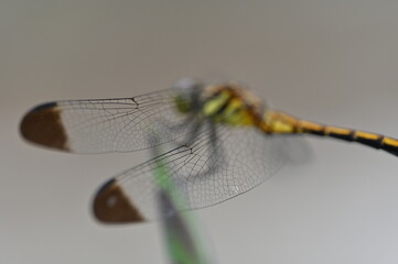 Dragonfly