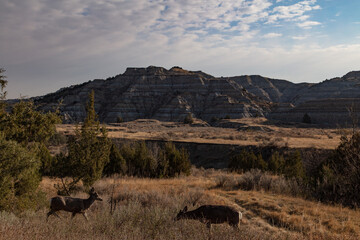 Deer in Theodore Roosevelt National Park in North Dakota