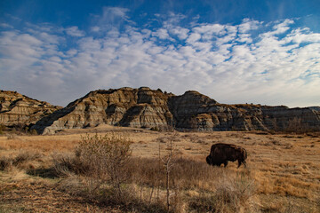 Buffalo at Theodore Roosevelt National Park in North Dakota  © Eldon