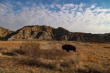 Obraz premium Buffalo at Theodore Roosevelt National Park in North Dakota 