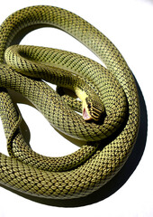 A green snake is injured on a white background, treated by a vet. 